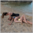 Catfight on the beach – Renee vs Maya – HD
